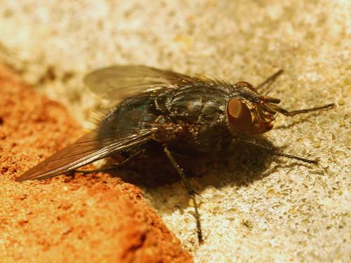 Réf. 316 935 : Calliphora vicina
